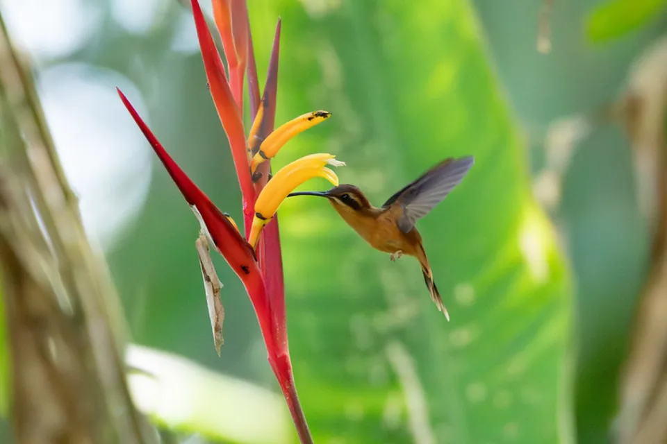 Hermit hummingbird hovering to feed at a heliconia flower