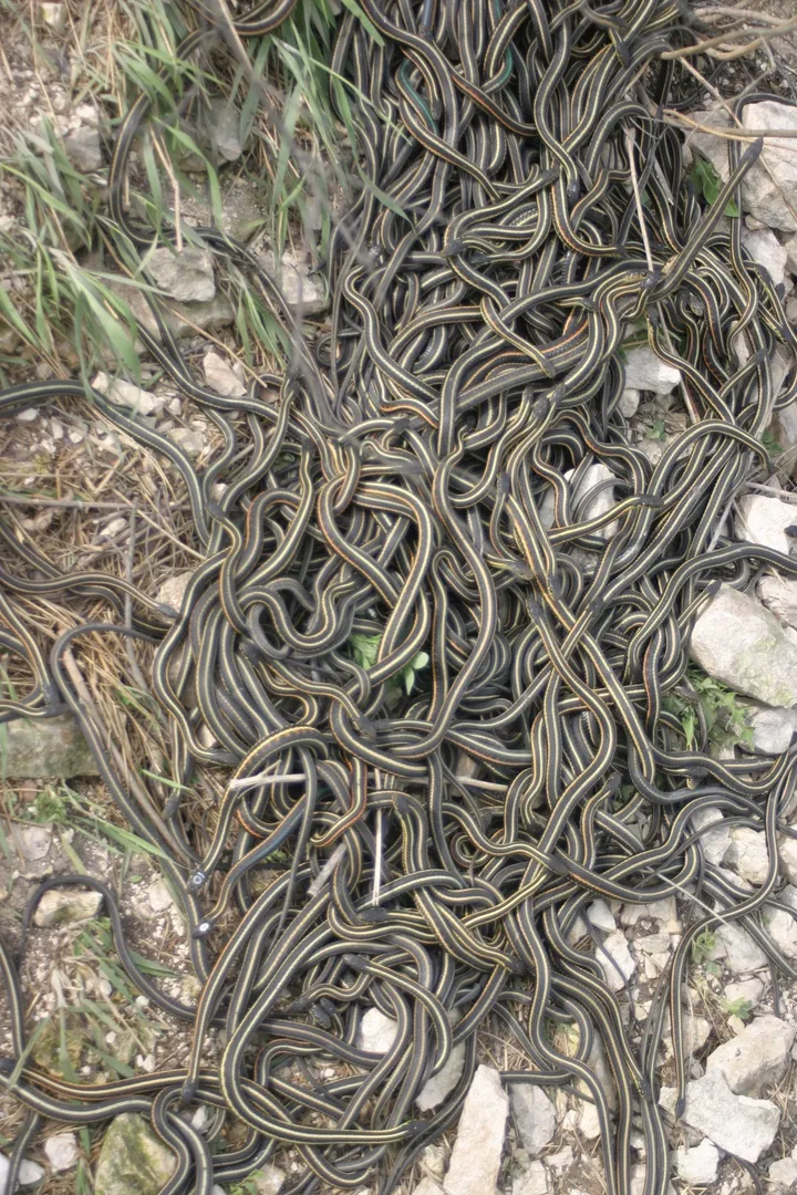 A tangled mass of red-sided garter snakes on rocky ground
