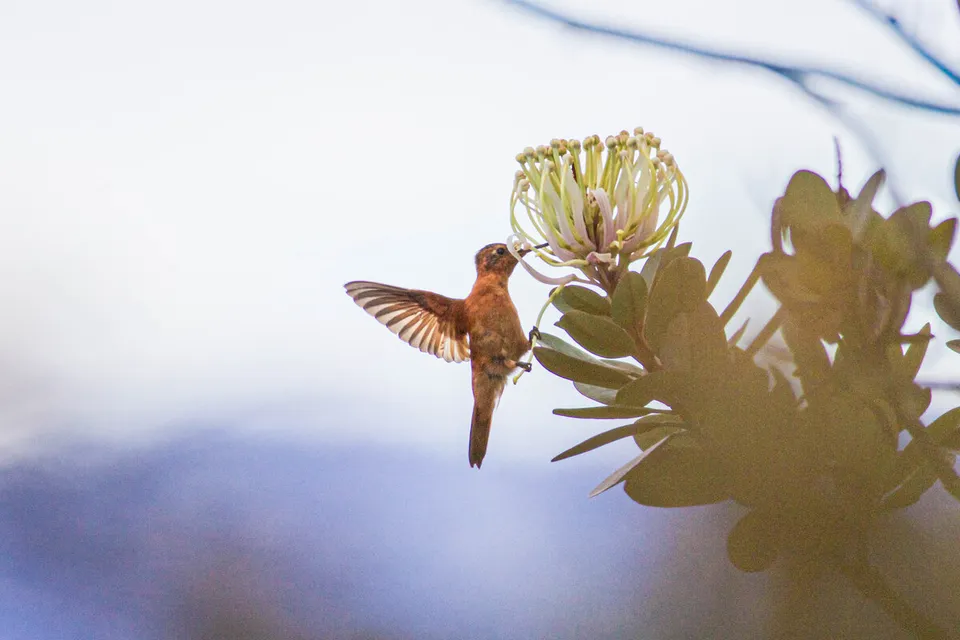 Hummingbird hovering and feeding at a flower, Ecuador