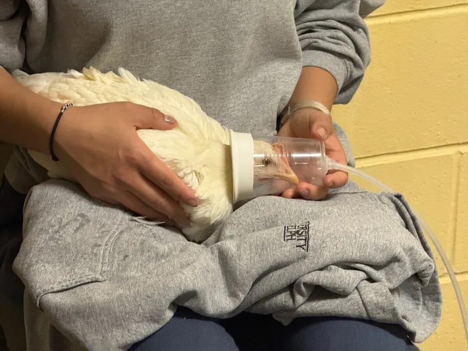 Researcher holding a laying hen fitted with a respirometry mask, keel bone fracture study