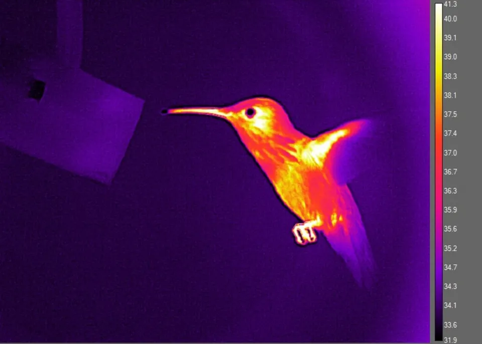 Infrared thermal image of a hovering hummingbird showing heat dissipation from flight muscles