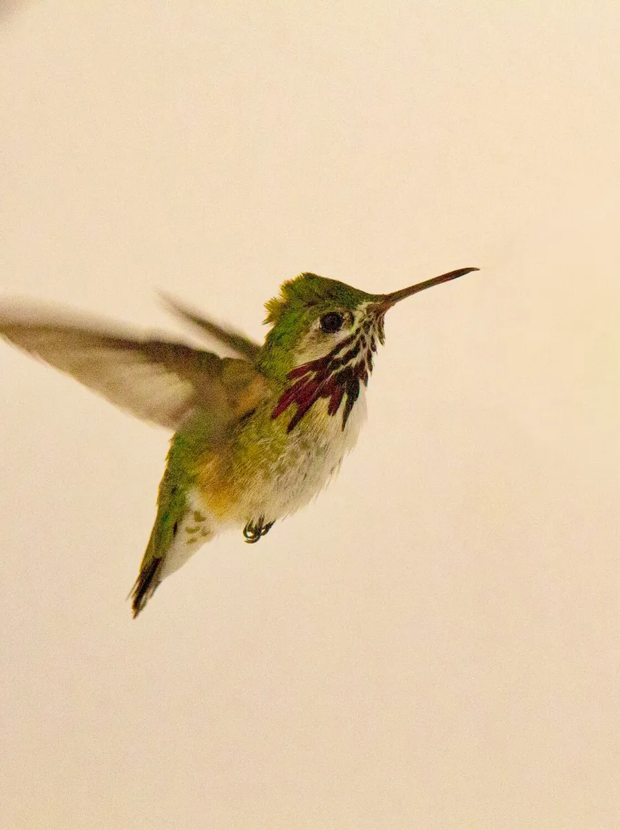 Calliope hummingbird hovering in flight, gorget flared
