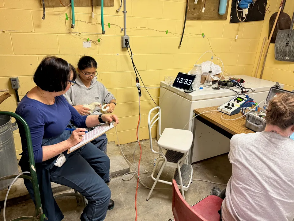 Researchers measuring metabolic rate in laying hens, one holding a hen while another records data